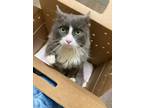 Adopt Spinel a Gray or Blue Domestic Longhair / Mixed Breed (Medium) / Mixed