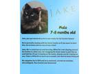 Adopt jack a Black (Mostly) Domestic Shorthair (long coat) cat in Marion