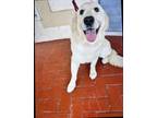 Adopt Pickles a White - with Tan, Yellow or Fawn Golden Retriever / Mixed dog in