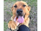 Adopt Porky a Red/Golden/Orange/Chestnut Chow Chow / Mixed dog in Menominee