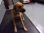 Adopt Rosco a Gray/Blue/Silver/Salt & Pepper Black Mouth Cur dog in Jourdanton