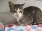 Adopt Cupcake a Gray or Blue Domestic Shorthair (short coat) cat in Jourdanton
