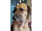 Adopt Rosie a Tan/Yellow/Fawn - with Black Shepherd (Unknown Type) / Mixed dog