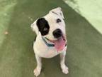 Adopt Quark a White American Staffordshire Terrier / Mixed dog in Phoenix