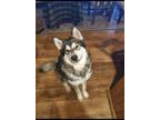 Adopt Ziggy a Black - with White Alaskan Malamute / Alaskan Malamute / Mixed dog