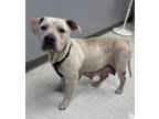 Adopt Princess a White American Pit Bull Terrier / Mixed dog in Gulfport