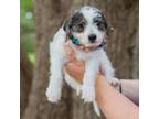 Adopt Bolt a White Terrier (Unknown Type, Medium) / Mixed Breed (Medium) / Mixed