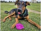 Adopt ELTON a Black Doberman Pinscher / Mixed dog in Tustin, CA (40143352)