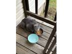 Adopt Minnie a Gray or Blue (Mostly) Domestic Shorthair / Mixed (short coat) cat