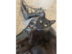 Adopt Freyja a All Black Domestic Longhair / Mixed (long coat) cat in Denver