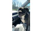 Adopt Bella a Black - with White Boxer / American Staffordshire Terrier / Mixed