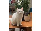 Adopt Piqua a White Turkish Angora / Mixed (long coat) cat in Santee