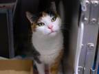 Adopt Carla a Domestic Shorthair / Mixed (short coat) cat in Brooklyn