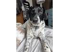 Adopt Bella a Black - with White German Shorthaired Pointer / Bluetick Coonhound