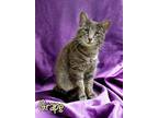 Adopt Grape 29976 a Gray or Blue Domestic Shorthair (short coat) cat in Joplin