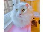 Adopt Vinny Chums a White Domestic Longhair / Mixed (long coat) cat in San Luis