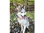 Adopt Teddy a White - with Black Pomsky / Mixed dog in Bedford Hills