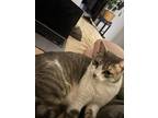 Adopt Willow a Gray, Blue or Silver Tabby Domestic Shorthair / Mixed (short