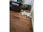 Adopt Luke a White - with Tan, Yellow or Fawn Anatolian Shepherd / Great