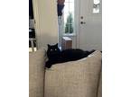 Adopt Abra a All Black Domestic Longhair / Mixed (long coat) cat in Ione