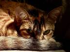 Adopt Izzie a Calico or Dilute Calico Calico / Mixed (medium coat) cat in