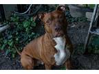 Adopt Ralph a Brown/Chocolate - with White American Pit Bull Terrier / Mixed dog