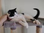 Adopt Poppie a Black & White or Tuxedo Turkish Van / Mixed (short coat) cat in