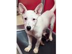 Adopt Amy a White Mixed Breed (Medium) / Mixed Breed (Medium) / Mixed (short