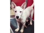 Adopt Amy a White Mixed Breed (Medium) / Mixed dog in Dubuque, IA (41423650)