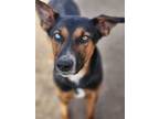 Adopt Bandit a Black - with Tan, Yellow or Fawn Australian Kelpie / Mixed dog in