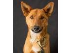 Adopt Cindi a Red/Golden/Orange/Chestnut Cattle Dog / German Shepherd Dog /