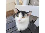 Adopt Penelope Jade a Tortoiseshell Calico / Mixed (long coat) cat in