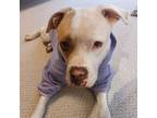 Adopt Hazel - Kitchener a White Mixed Breed (Large) / Mixed dog in Kitchener