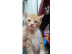 Adopt Flash a Orange or Red Domestic Shorthair / Domestic Shorthair / Mixed cat