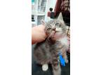 Adopt Hulk a Gray or Blue Domestic Shorthair / Domestic Shorthair / Mixed cat in