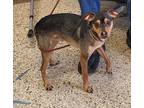 Adopt Major a Tan/Yellow/Fawn Rat Terrier / Mixed dog in Pendleton