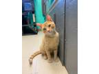 Adopt TJ a Domestic Shorthair / Mixed (short coat) cat in Morgantown