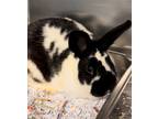 Adopt Waffles a Black Satin / Satin / Mixed (short coat) rabbit in Bensalem