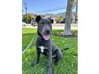 Adopt Melody a Gray/Blue/Silver/Salt & Pepper Terrier (Unknown Type