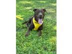 Adopt Pecan a Brown/Chocolate Mixed Breed (Medium) / Mixed dog in Green Cove