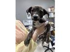 Adopt Gee a Brindle Retriever (Unknown Type) / Mixed dog in Gulfport