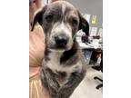 Adopt Bee a Brindle Retriever (Unknown Type) / Mixed dog in Gulfport