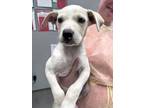 Adopt Aye a Tan/Yellow/Fawn Retriever (Unknown Type) / Mixed dog in Gulfport
