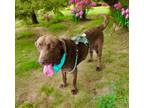 Adopt Malcolm a Brown/Chocolate Labrador Retriever / Mixed dog in Mesquite