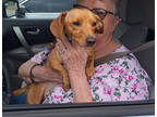 Adopt Gary a Red/Golden/Orange/Chestnut Dachshund / Mixed dog in Medfield