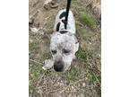 Adopt Cookie a White American Pit Bull Terrier / Pointer / Mixed dog in Fort