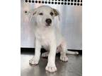 Adopt 55889805 a White Australian Cattle Dog / Mixed Breed (Medium) / Mixed