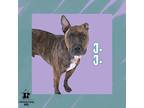 Adopt JJ a Brown/Chocolate Mixed Breed (Medium) / Mixed Breed (Medium) / Mixed