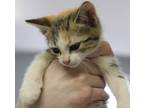 Adopt Ginger a Brown or Chocolate Domestic Shorthair / Domestic Shorthair /
