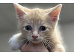 Adopt Monterey a Tan or Fawn Domestic Shorthair / Domestic Shorthair / Mixed cat